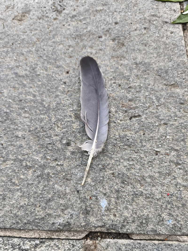 Eine graue Feder liegt auf einem grauen Steinboden. Die Spur lässt sich der Ringeltaube zuordnen.
