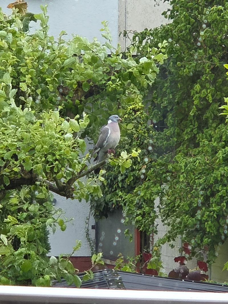 Ringeltaube — Bild 5