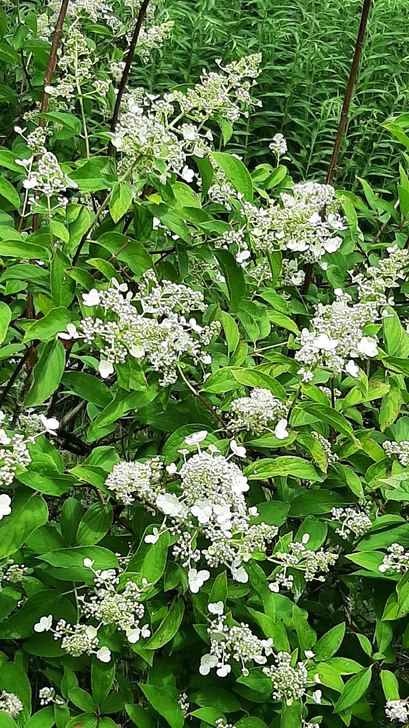 Rispen-Hortensie — Bild 1