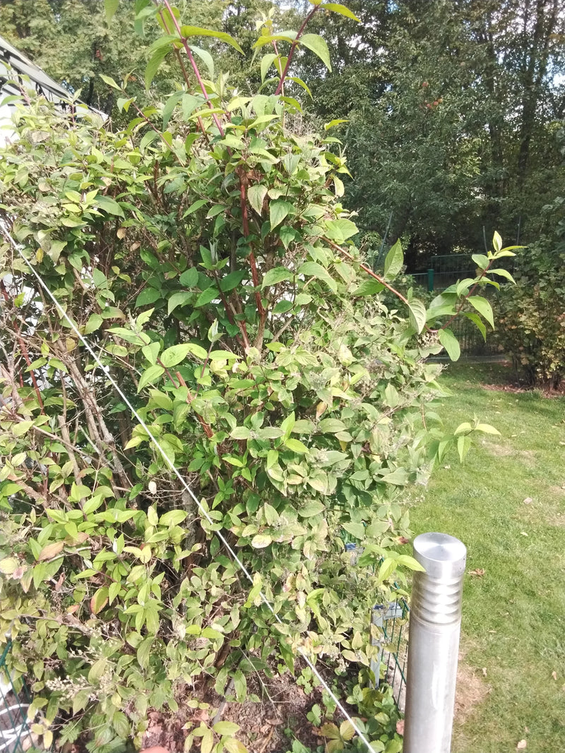 Zu sehen ist ein buschiger Strauch der Rispen-Hortensie mit grünen Blättern und rötlichen Zweigen. Die Pflanze steht im Freien in einem Garten.