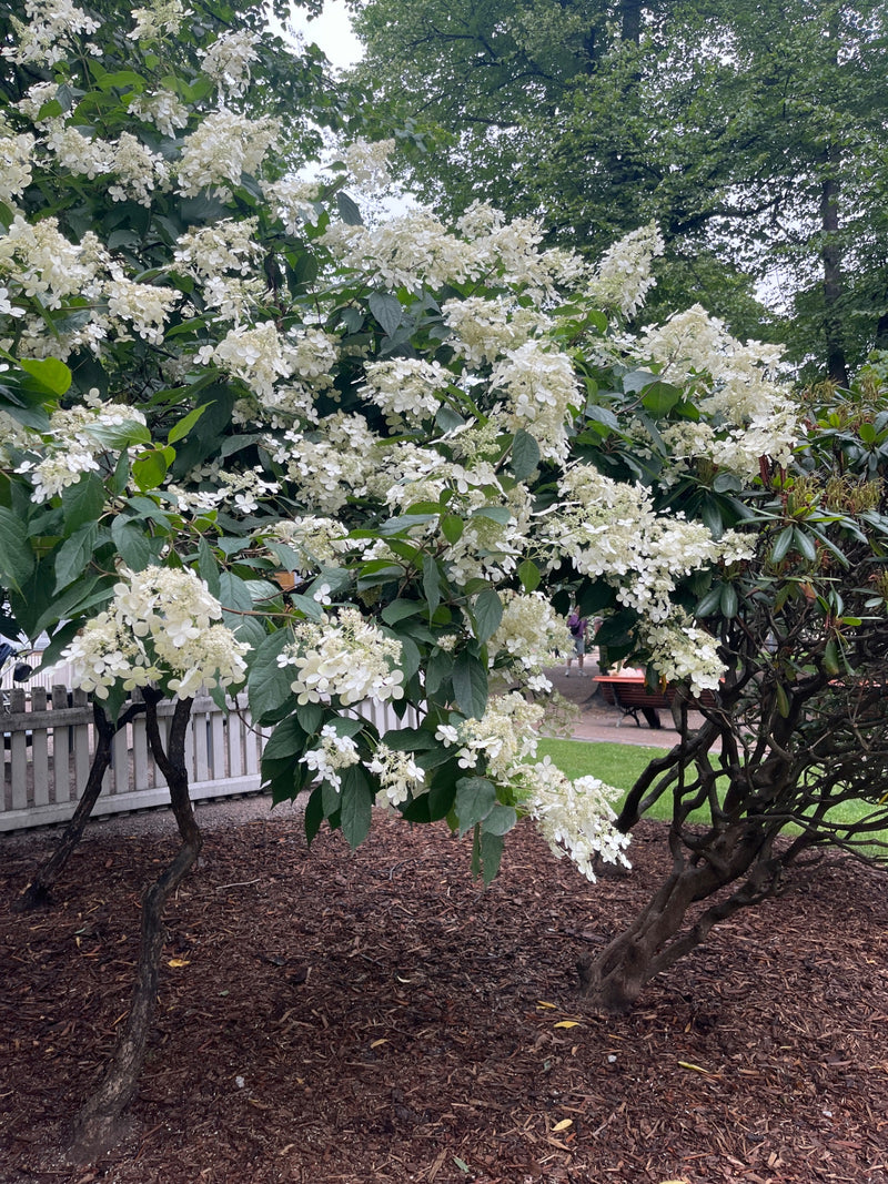Rispen-Hortensie — Bild 2
