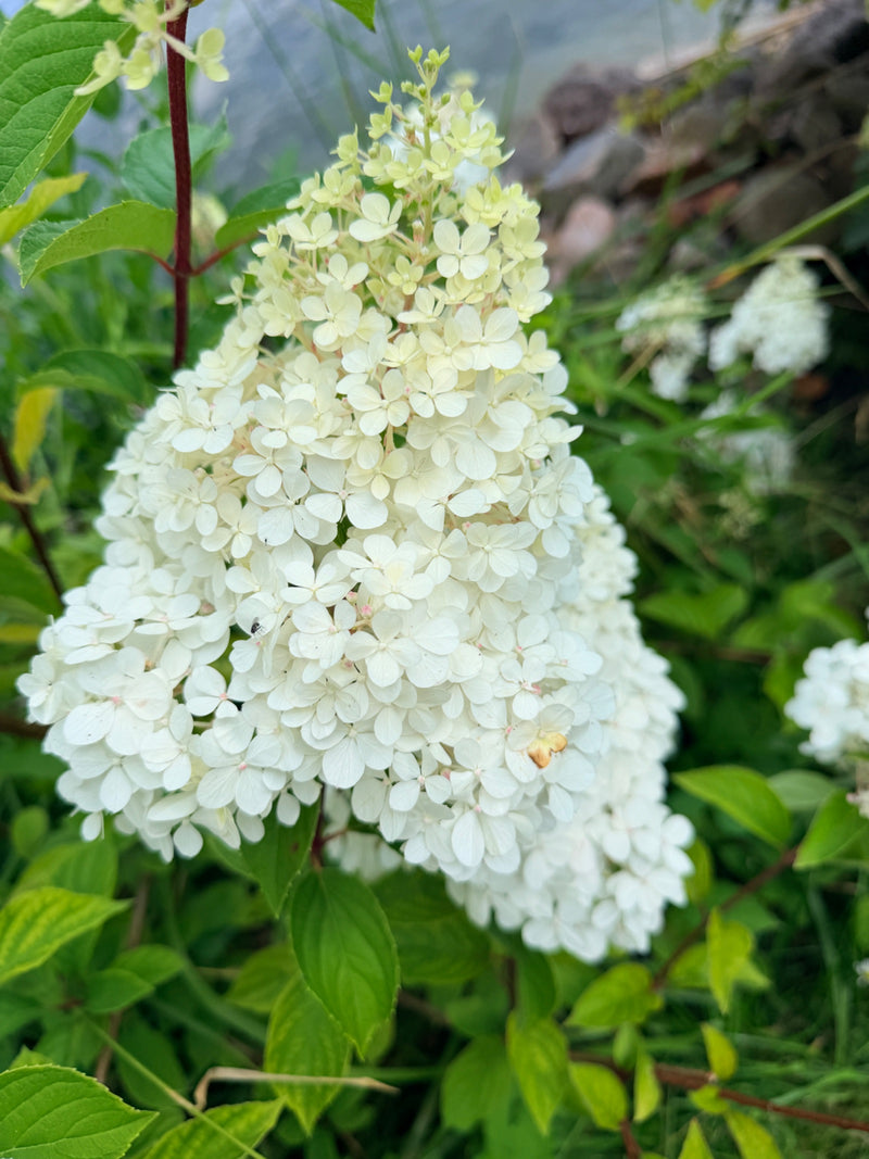 Rispen-Hortensie — Bild 5