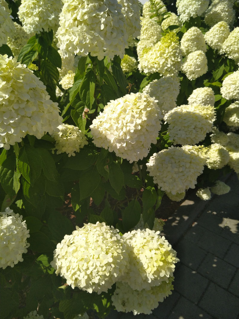 Rispen-Hortensie — Bild 3