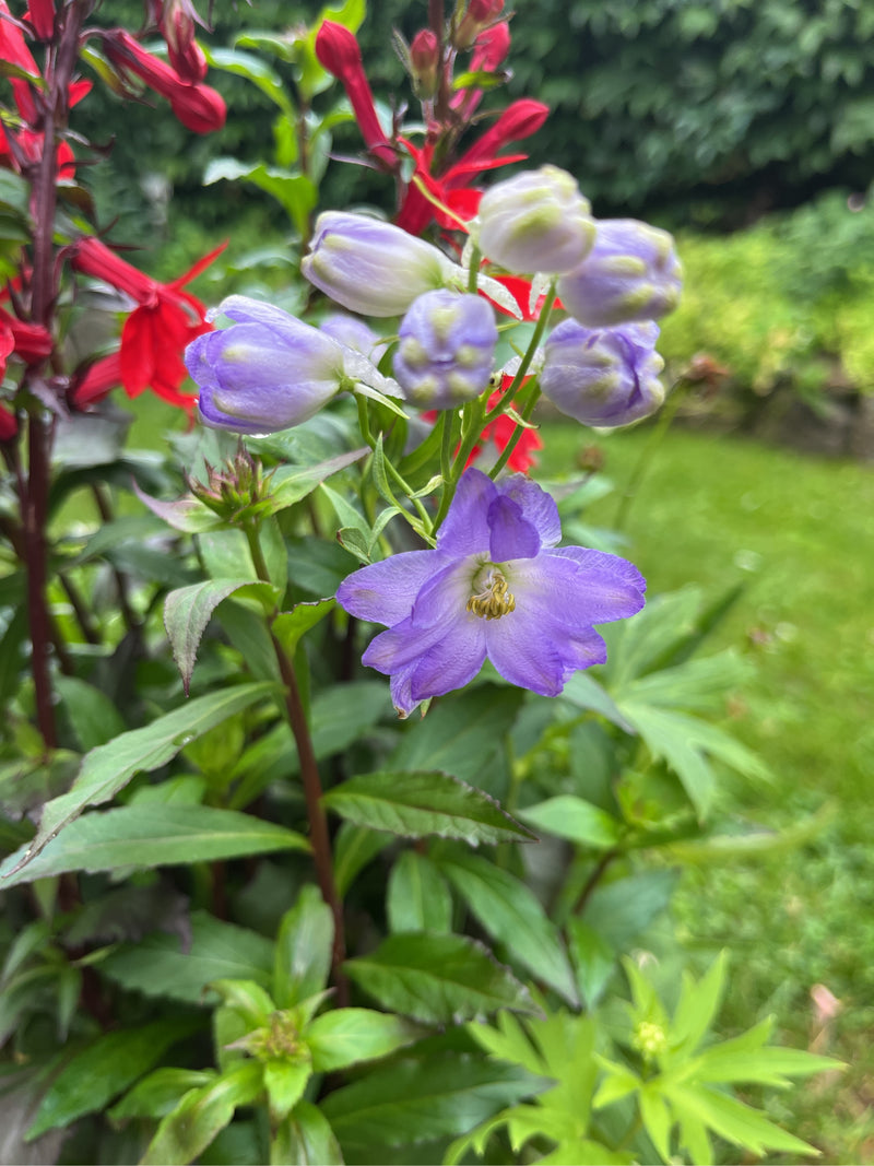 Auf dem Bild ist ein blühender Rittersporn mit blauen Blüten und geschlossenen Knospen in einem Garten zu sehen. Die Pflanze steht vor einer grünen und roten...