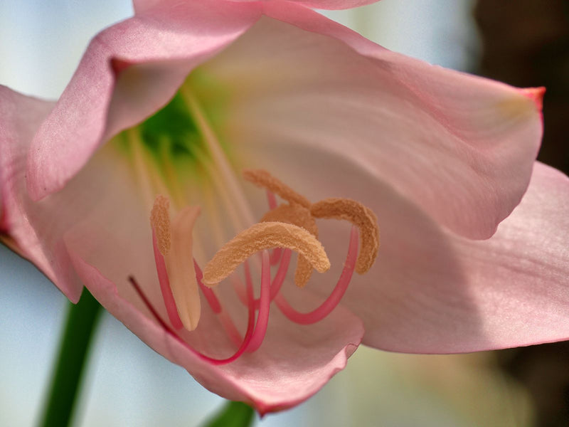 Eine Nahaufnahme zeigt das Innere einer zartrosa Ritterstern-Blüte mit markanten Staubblättern und einem grünlichen Schlund.