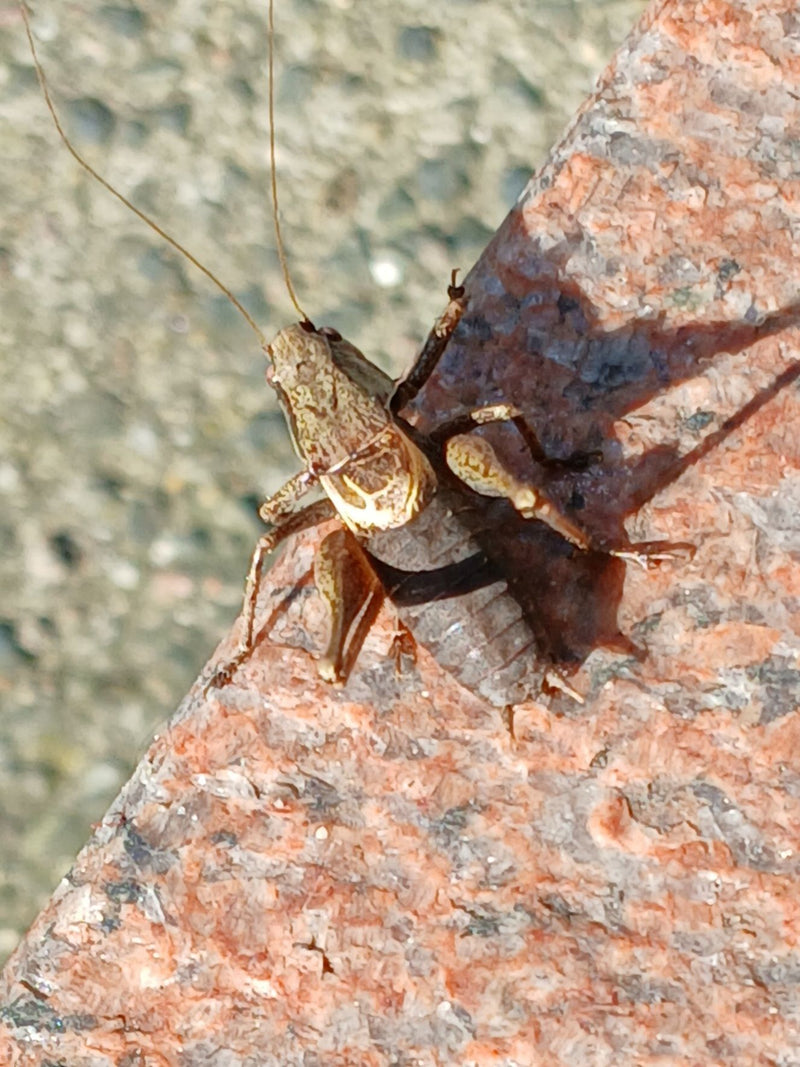 Roesels Beißschrecke — Bild 5