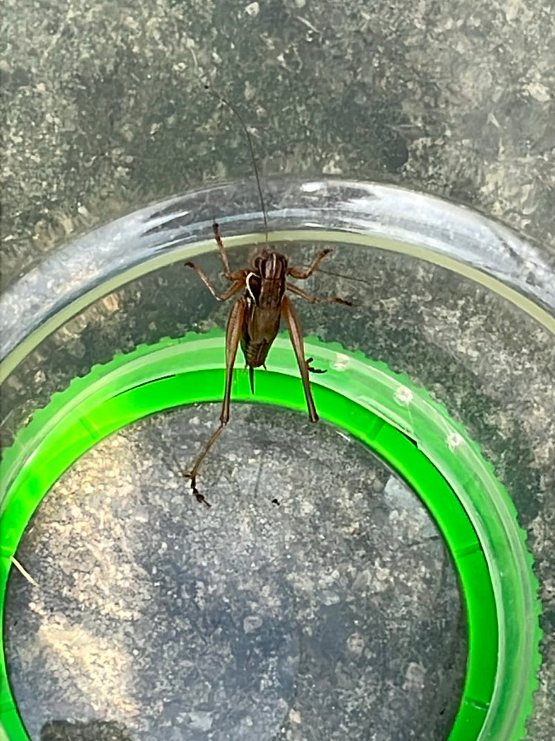 Roesels Beißschrecke — Bild 3