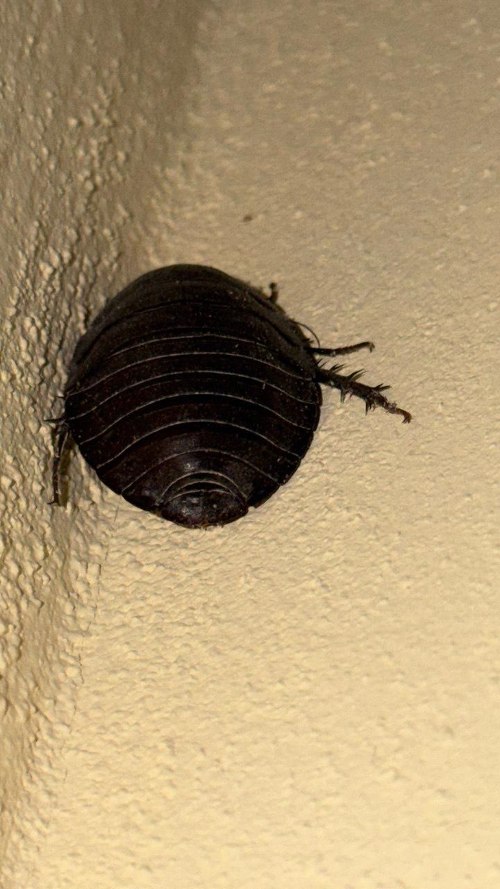 Rollassel — Bild 5