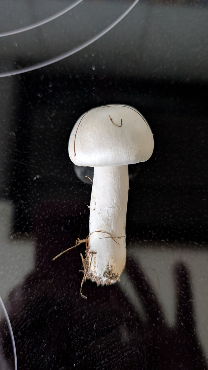 Rosablättriger Egerlingsschirmling — Bild 3