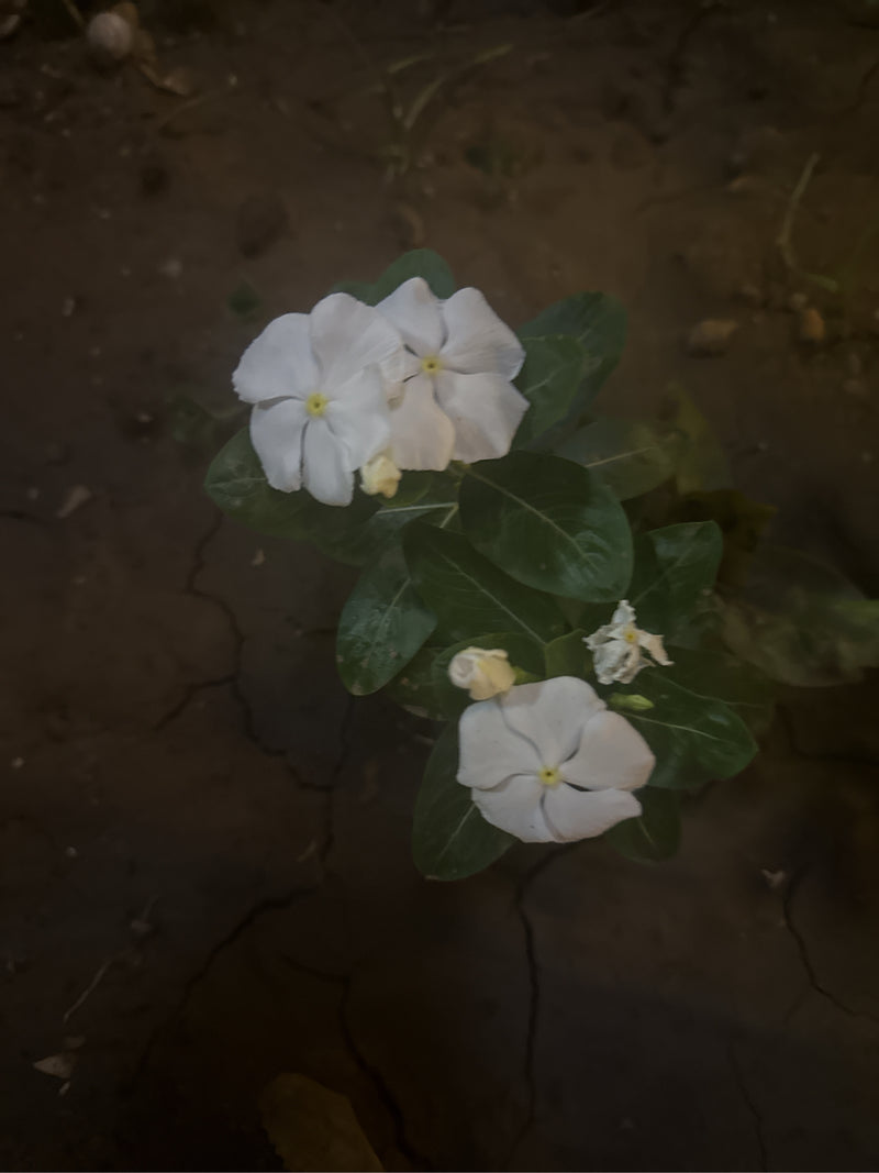 Rosafarbene Catharanthe (Madagaskar-Immergrün) — Bild 5