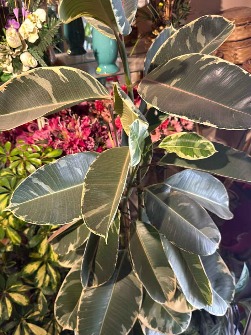 Rosagezeichnete Korbmarante — Bild 1