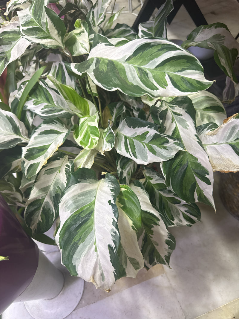 Rosagezeichnete Korbmarante — Bild 5