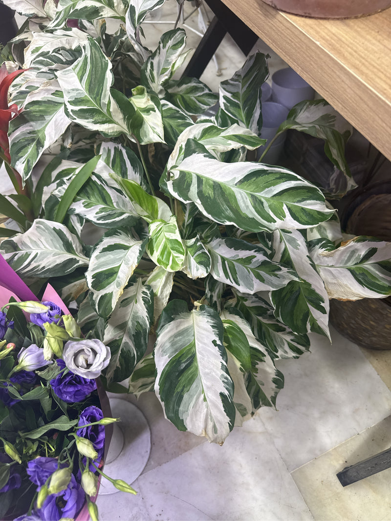 Rosagezeichnete Korbmarante — Bild 2