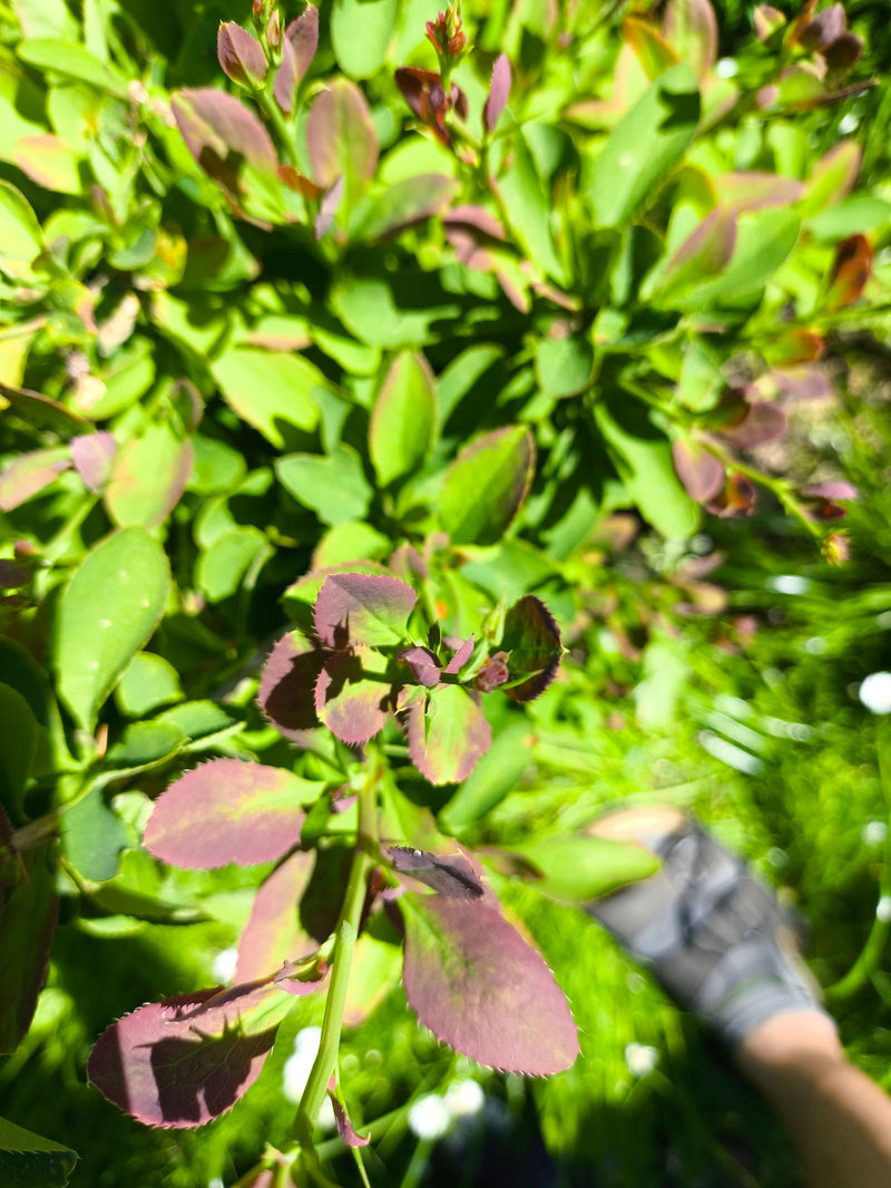 Gartenrose — Bild 4