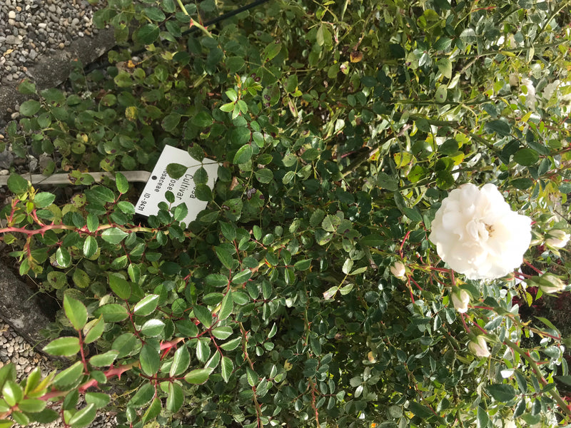Auf dem Bild ist eine Gartenrose mit grünen Blättern und einer weißen Blüte in einem Beet zu sehen. Die Pflanze steht im Freien in einer Gartenanlage.