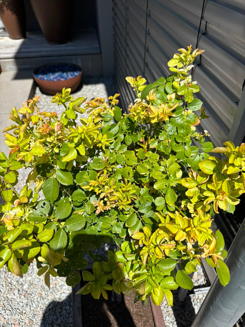 Gartenrose — Bild 1