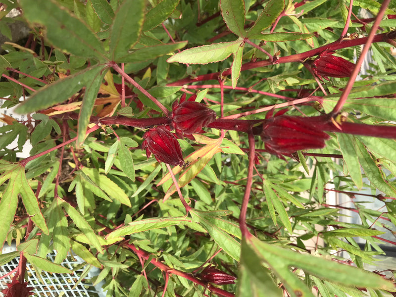 Roselle — Bild 2 von 3