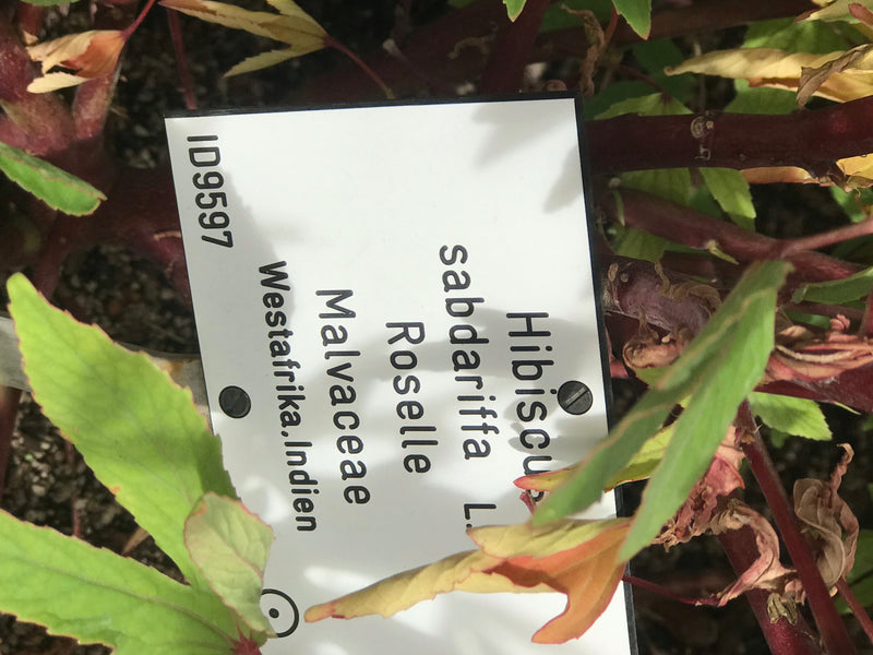 Roselle — Bild 3 von 3