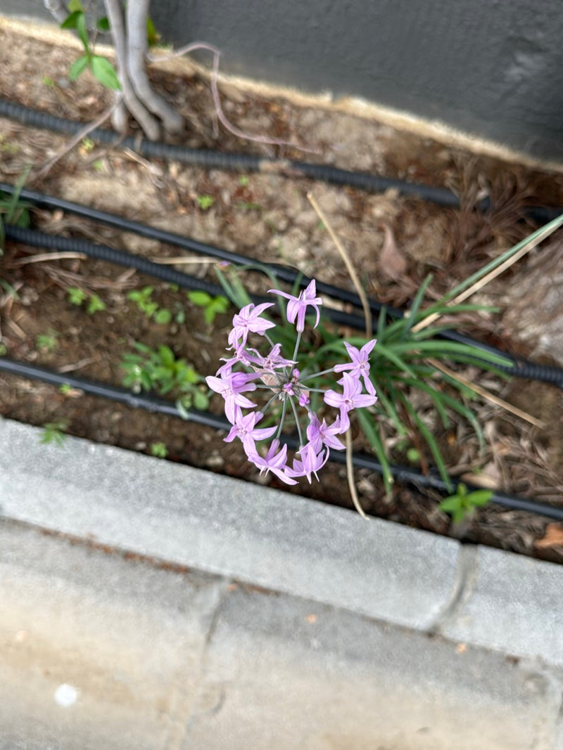 Rosen-Lauch — Bild 1