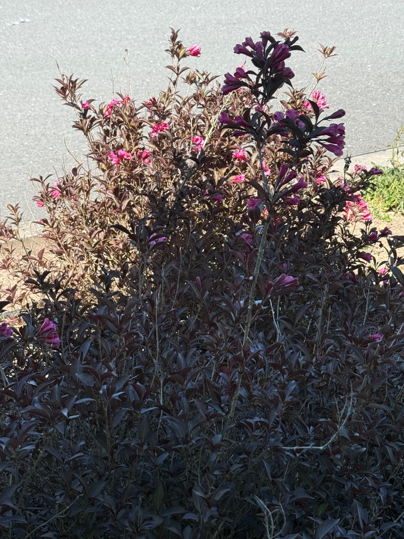 Auf dem Bild ist ein dichter Strauch mit dunkelroten Blättern und pinken Blüten zu sehen, der vor einem grauen Asphaltboden wächst.