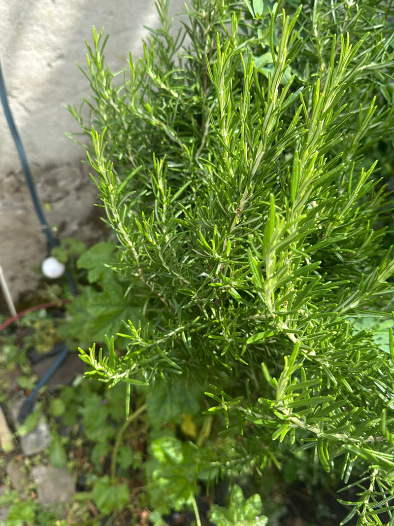 Rosmarin — Bild 5 von 21