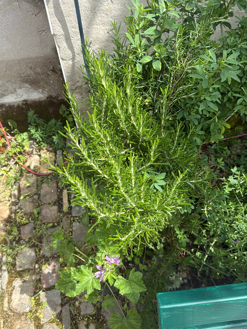 Rosmarin — Bild 5