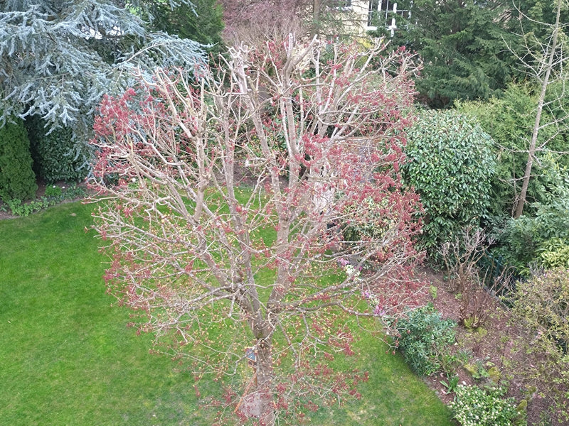 Der Rot-Ahorn steht in einem Garten und zeigt im Frühling seine charakteristischen rötlichen Knospen. Die Aufnahme erfolgt aus der Vogelperspektive.
