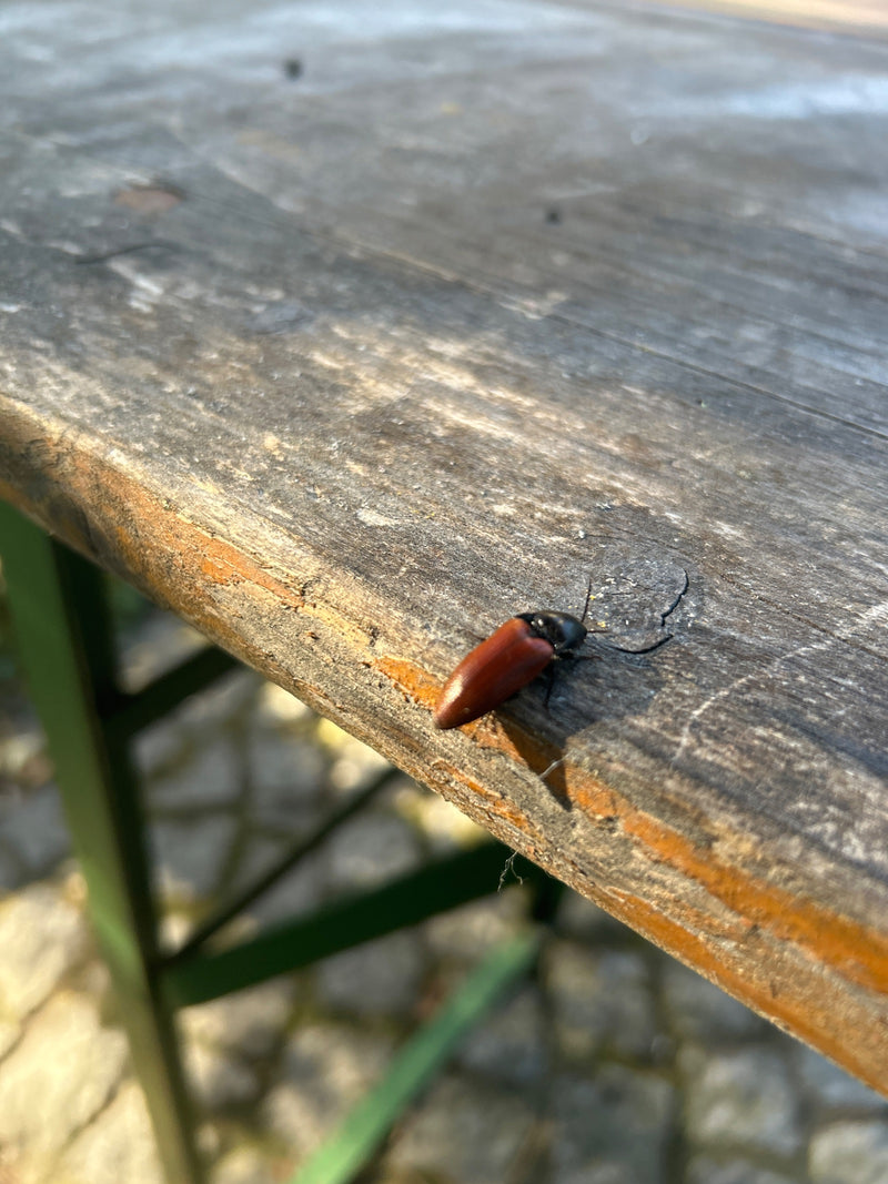 Rotbauchiger Schnellkäfer — Bild 1