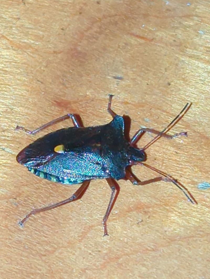 Rotbeinige Baumwanze — Bild 1 von 3