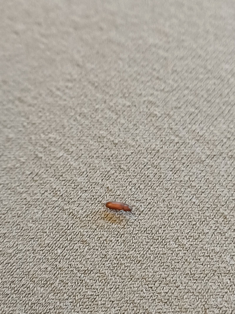 Ein Rotbrauner Reismehlkäfer läuft über einen hellen, strukturierten Stoff. Der kleine, längliche Käfer ist in der Seitenansicht zu sehen.