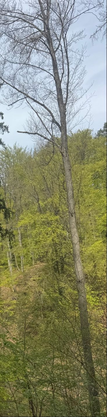 Rotbuche — Bild 5