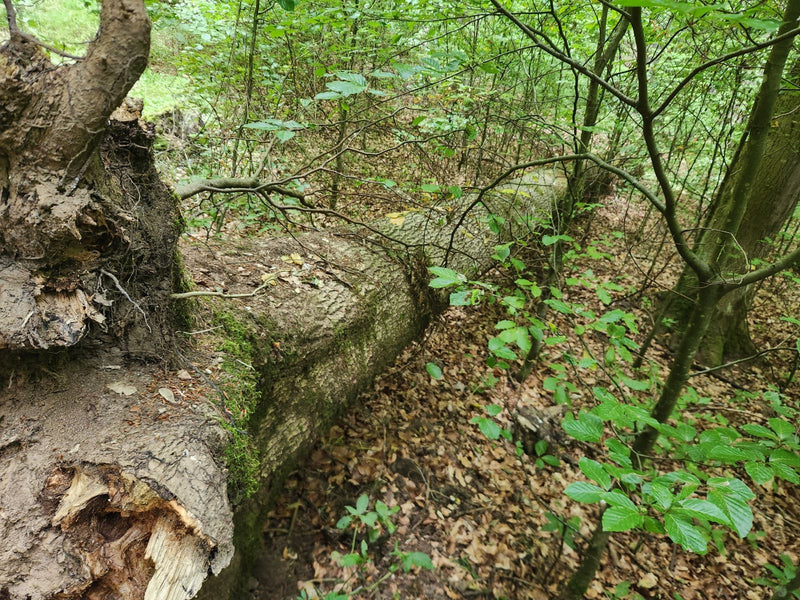 Ein umgestürzter Stamm einer Rotbuche liegt auf dem laubbedeckten Waldboden, umgeben von jungen Buchenzweigen.