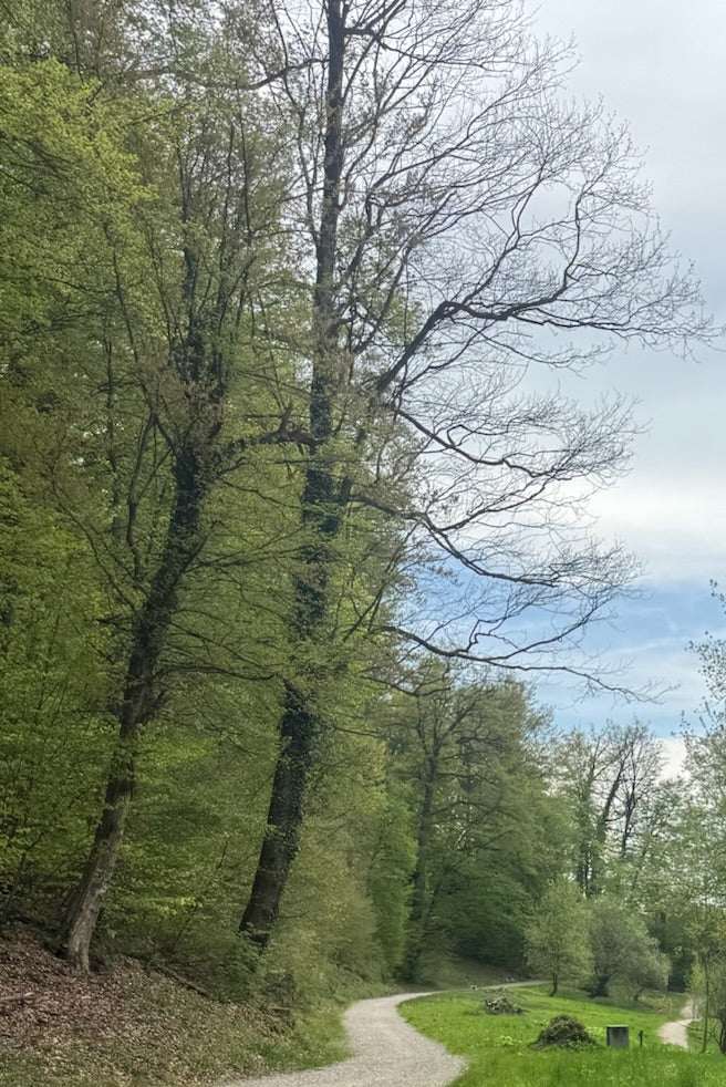Rotbuche — Bild 4