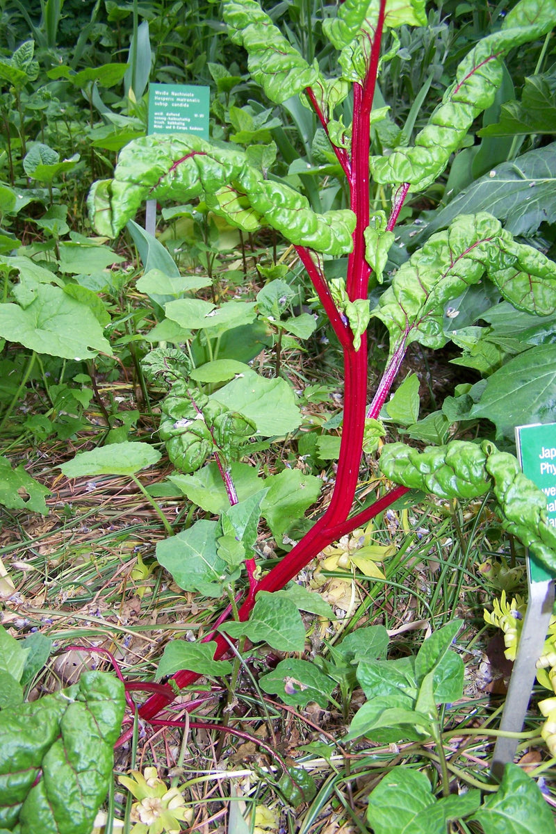 Auf dem Bild ist eine Rote Bete mit markanten roten Stängeln und grünen Blättern zu sehen. Sie wächst im Garten auf bewachsenem Boden.