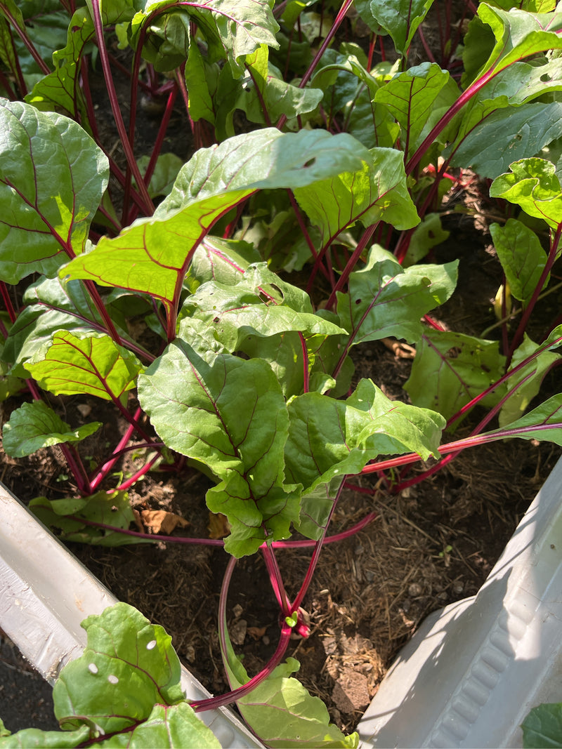 Rote Bete — Bild 4