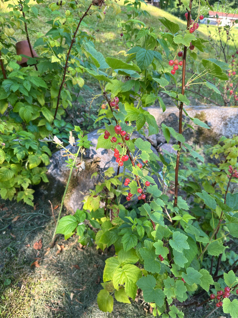 Johannisbeeren — Bild 2