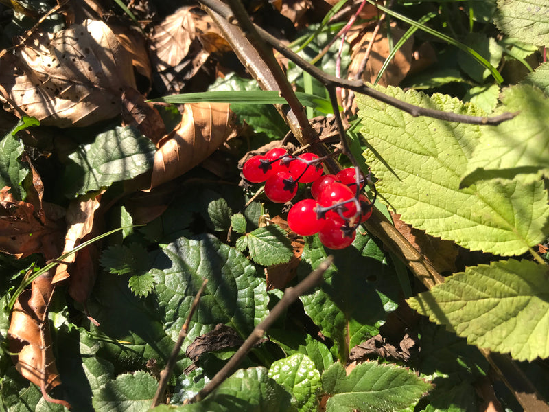 Auf dem Bild sind leuchtend rote Johannisbeeren zu sehen, die in einer Traube zusammenhängen. Sie befinden sich im Unterholz zwischen grünen Blättern und tro...