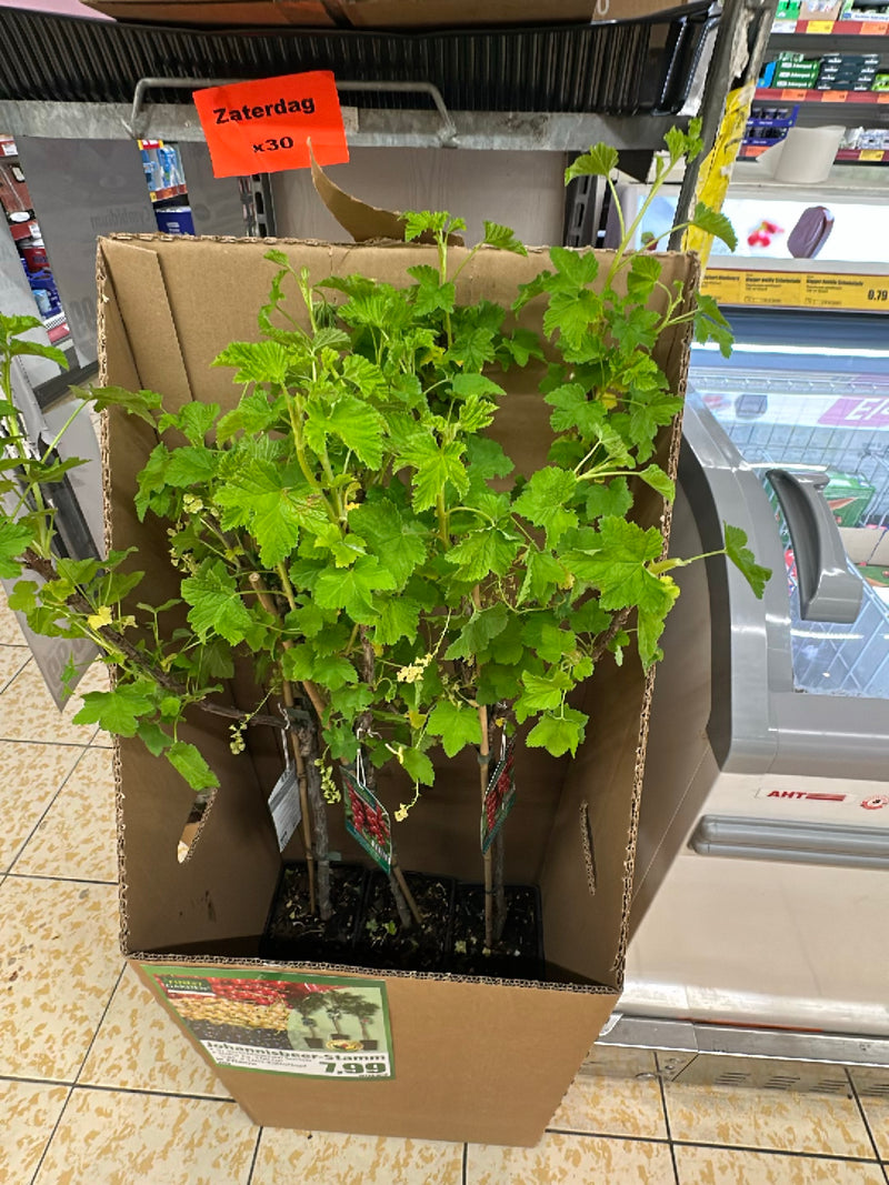 Johannisbeeren — Bild 5