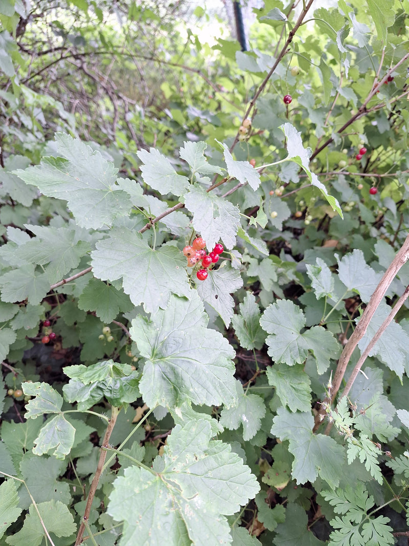 Johannisbeeren — Bild 4