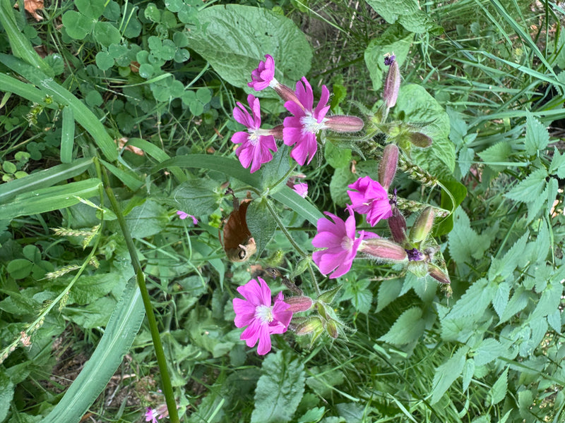 Mehrere leuchtend rosa Blüten der Roten Lichtnelke mit behaarten Kelchen inmitten grüner Wiesenvegetation.