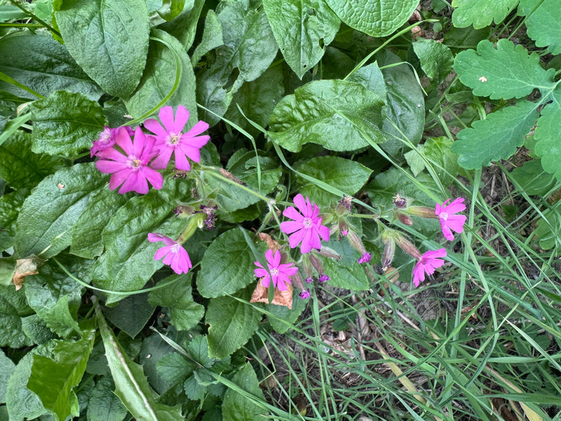 Eine blühende Rote Lichtnelke mit kräftig rosa gefärbten Blüten wächst inmitten von dichten grünen Blättern und Gräsern.