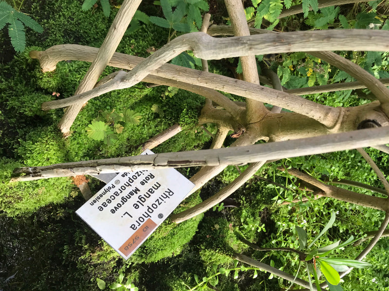 Rote Mangrove — Bild 1 von 2