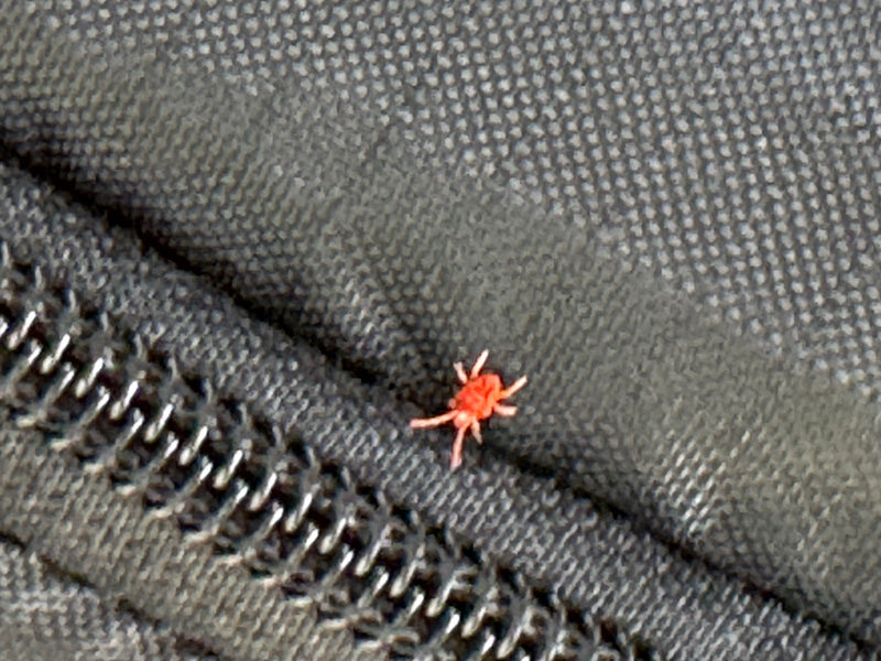 Eine Rote Samtmilbe krabbelt auf einem dunklen Stoffgewebe neben einem Reißverschluss.