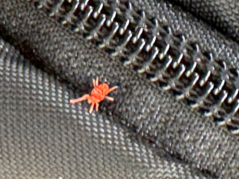 Eine leuchtend rote Samtmilbe krabbelt auf einem dunklen Textilstoff direkt neben einem Reißverschluss.