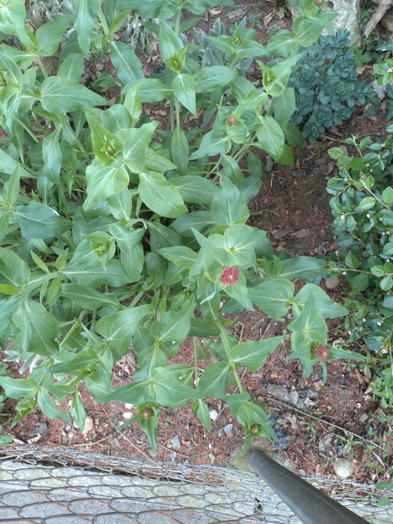 Rote Spornblume — Bild 1