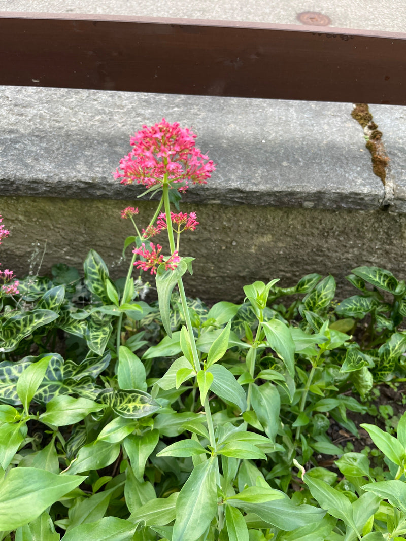 Eine blühende Rote Spornblume mit kräftig rosarotem Blütenstand wächst vor einer niedrigen Steinmauer.
