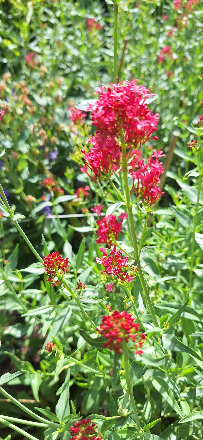 Rote Spornblume — Bild 1