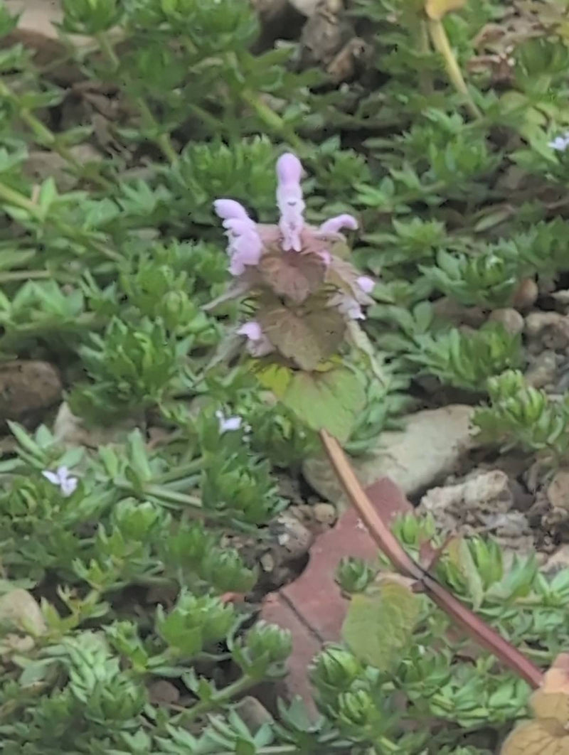 Purpurrote Taubnessel — Bild 1