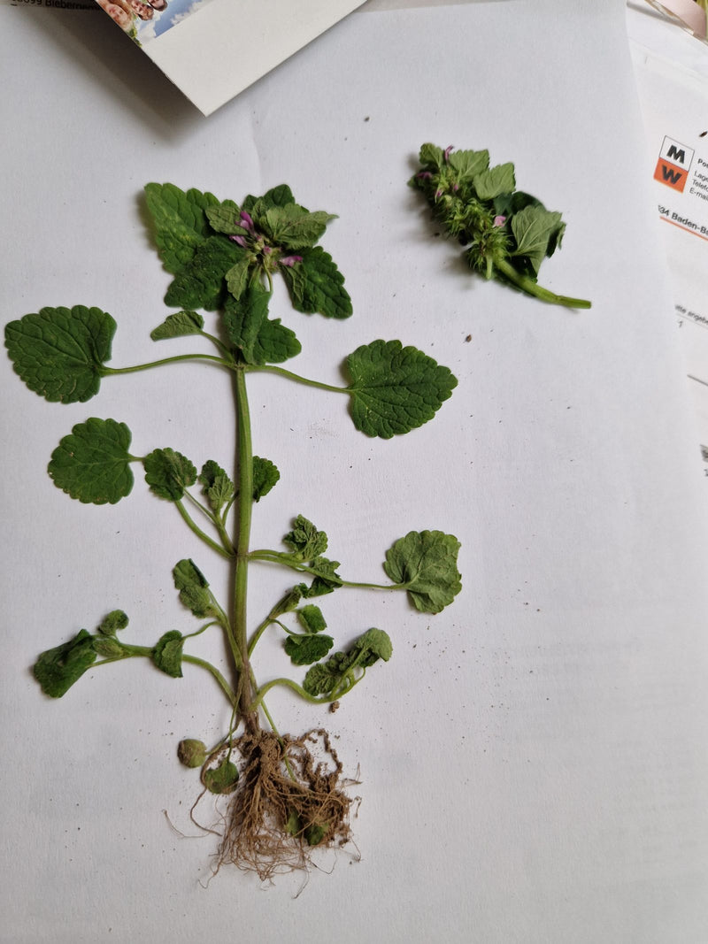 Purpurrote Taubnessel — Bild 1
