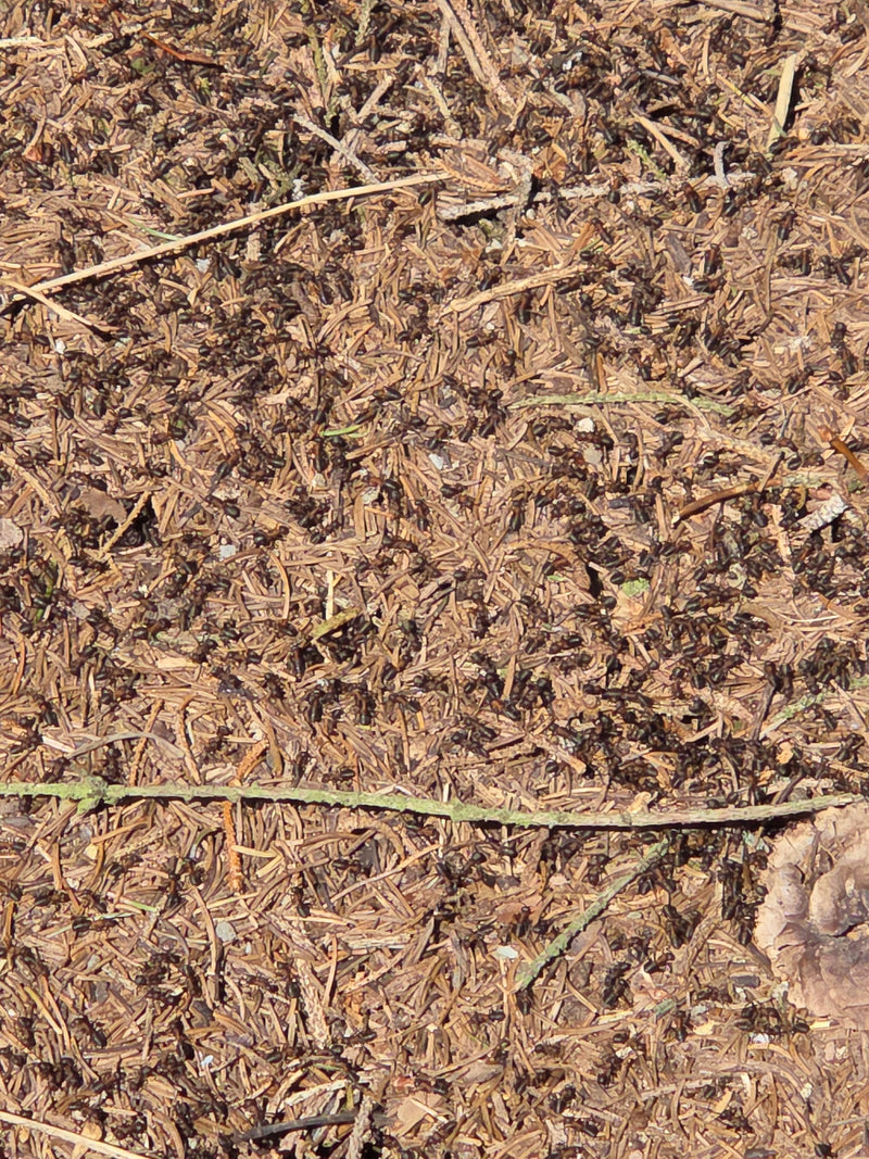 Rote Waldameise — Bild 1